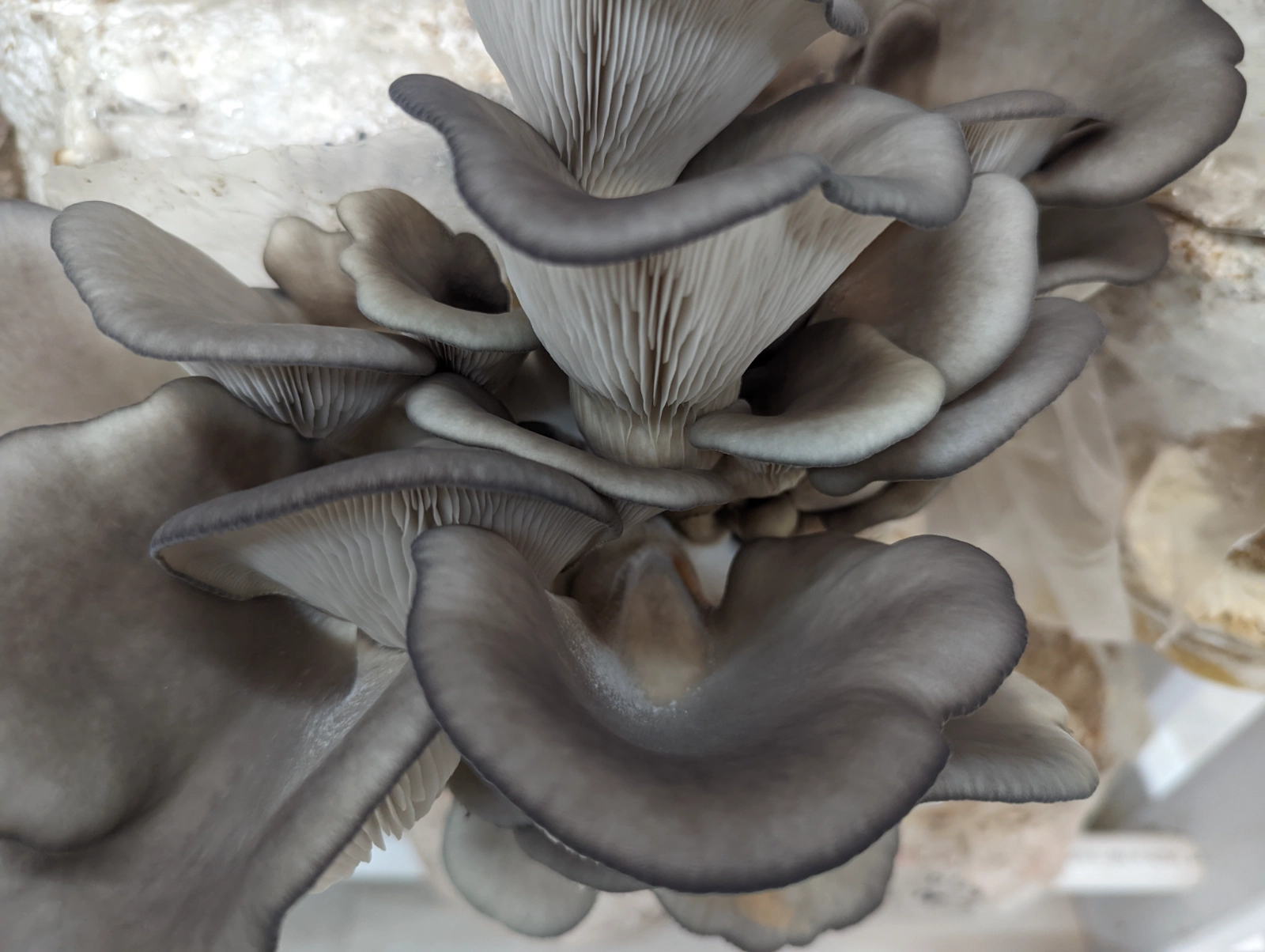 mushroom-blue-oyster-2