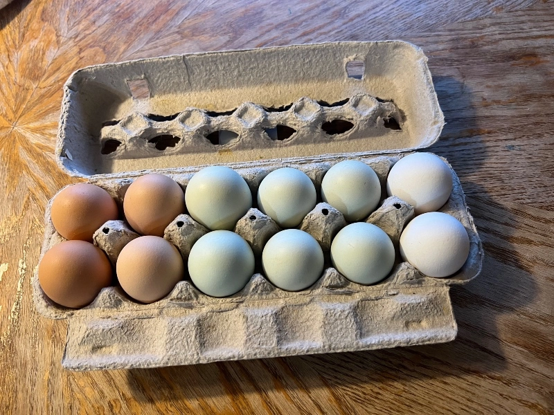 rainbow-eggs-1-dozen-medium
