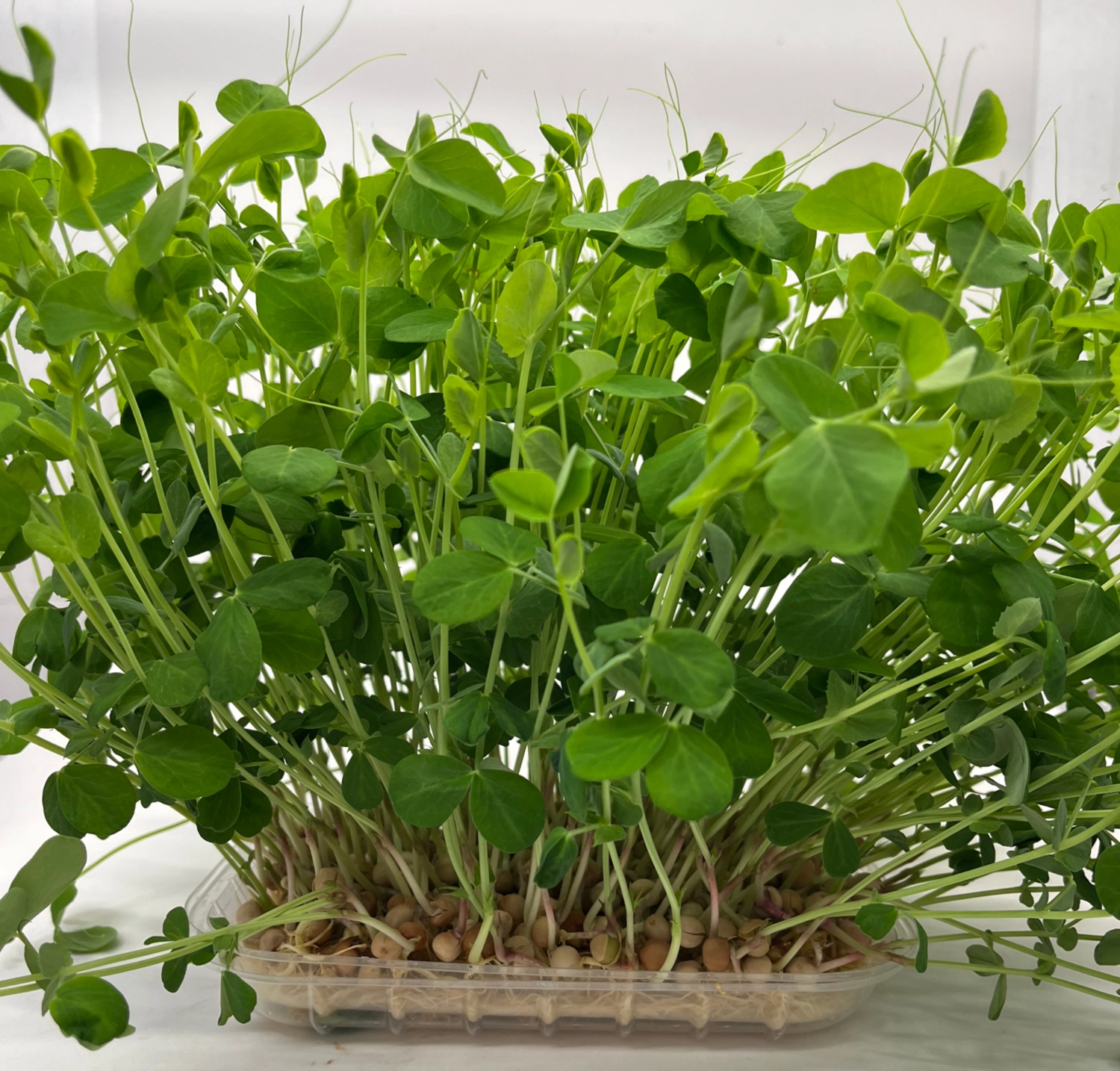 pea-shoots-organic-living-micro-grens