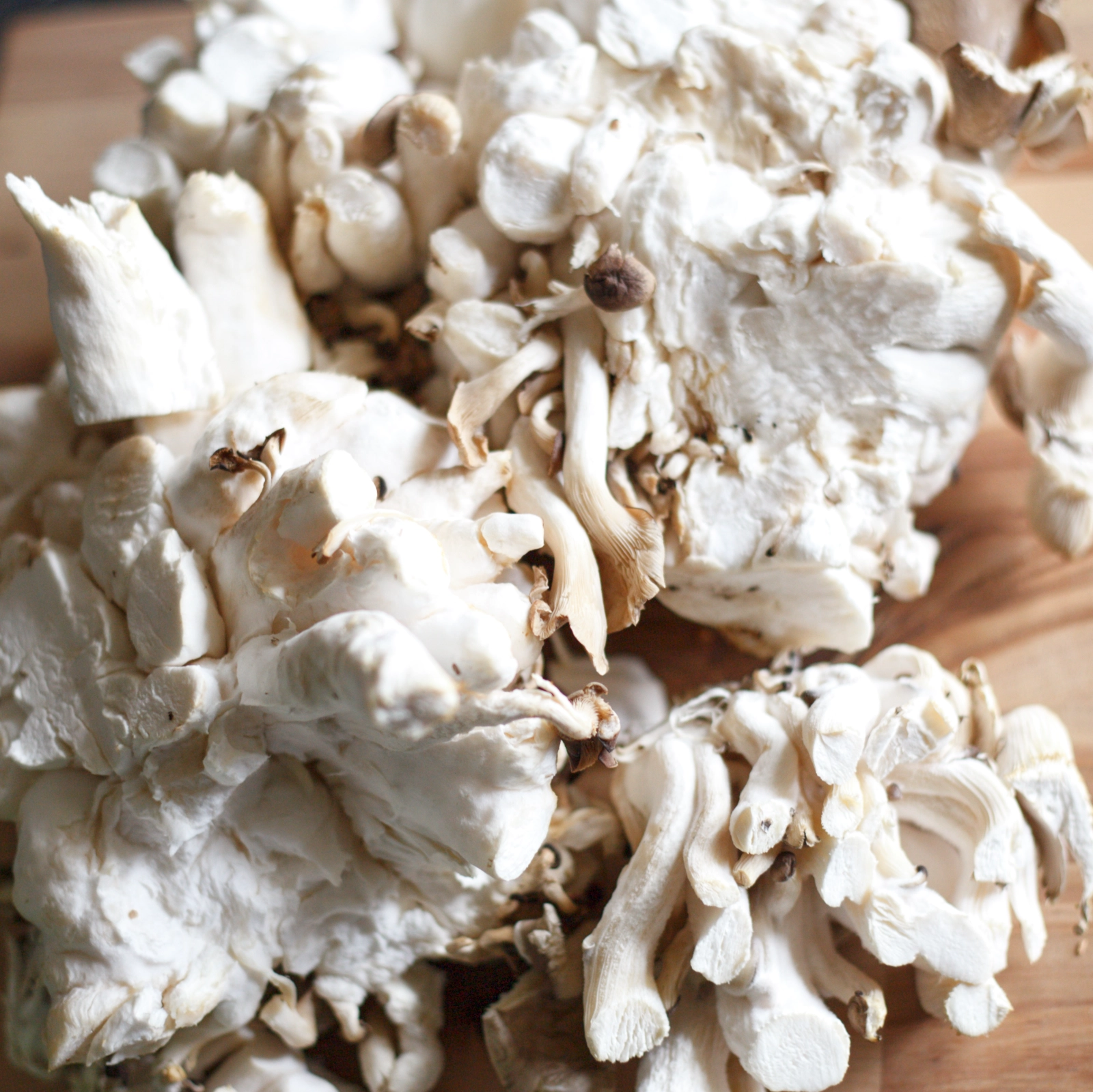 mushroom-bones