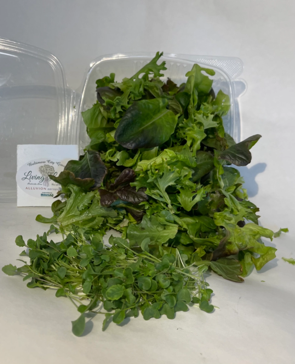fresh-salad-mix-with-microgreens-