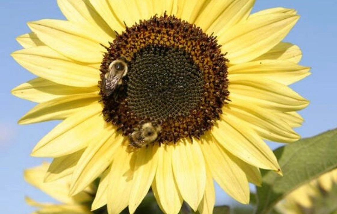 organic-lemon-queen-sunflower-seeds-45-flower-seeds-bee-pollinator-favorite