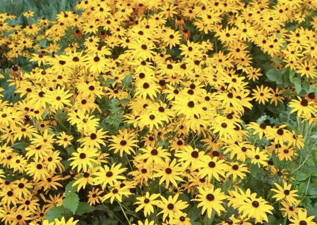 organic-black-eyed-susan-flower-seeds-rudbeckia-hirta-200-seeds-a-bee-and-pollinator-favorite-