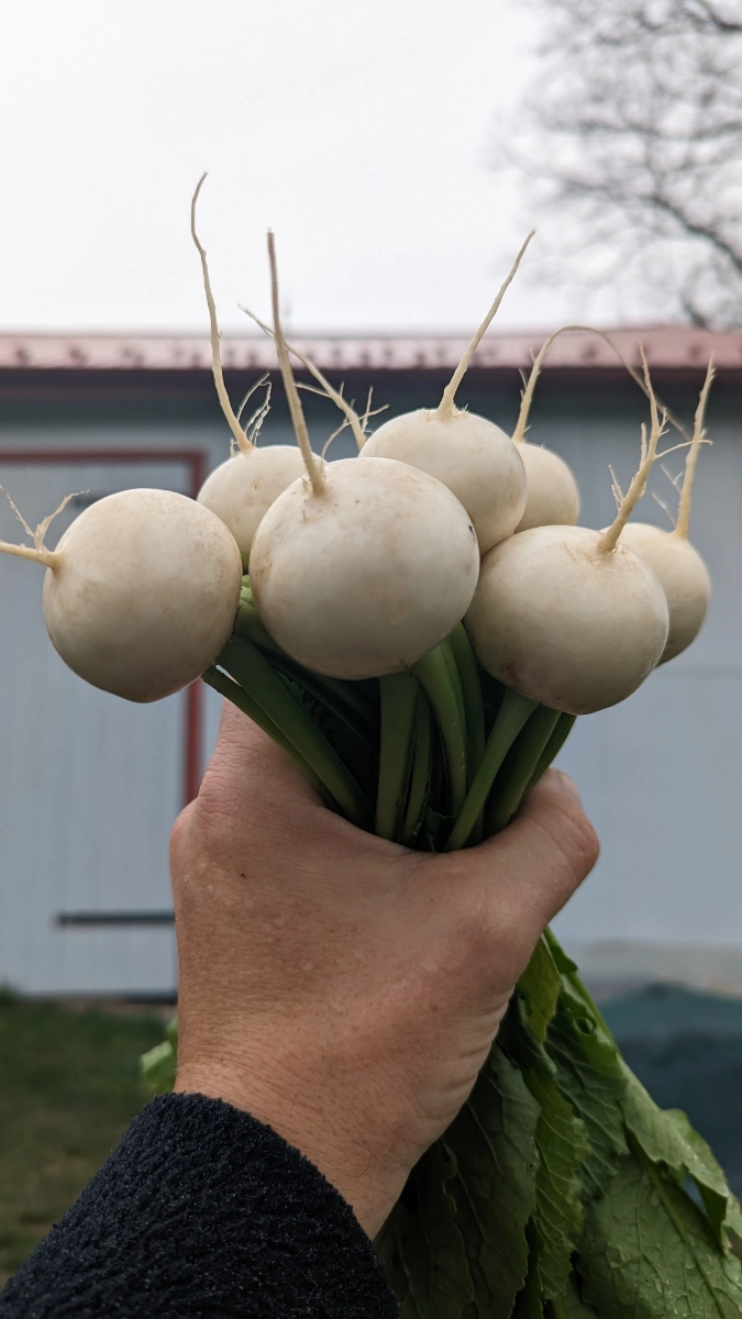 sweet-turnips-2