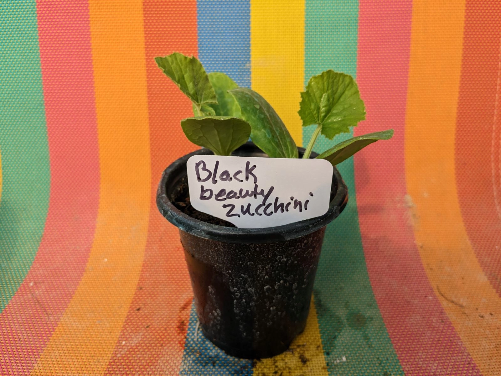 black-beauty-zucchini-plant-start