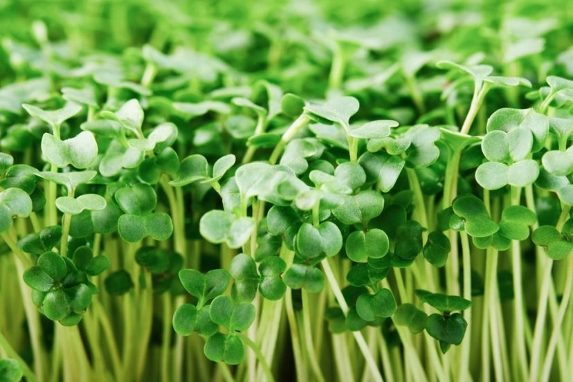 broccoli-microgreens-60g