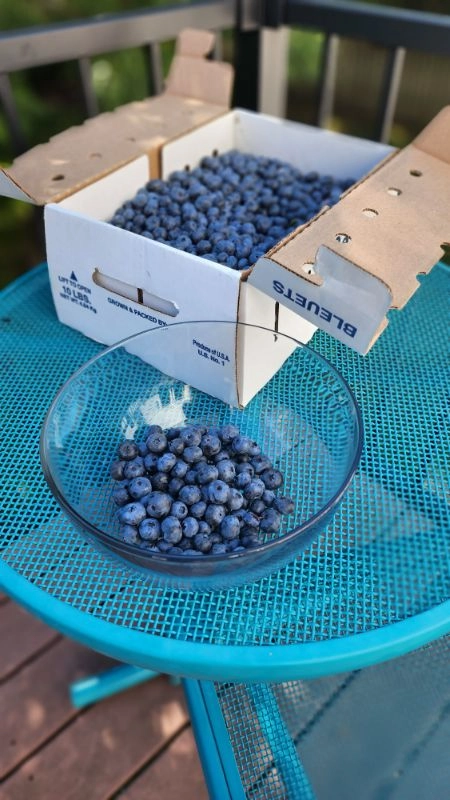 10-lb-box-of-vine-ripened-frozen-blueberries-