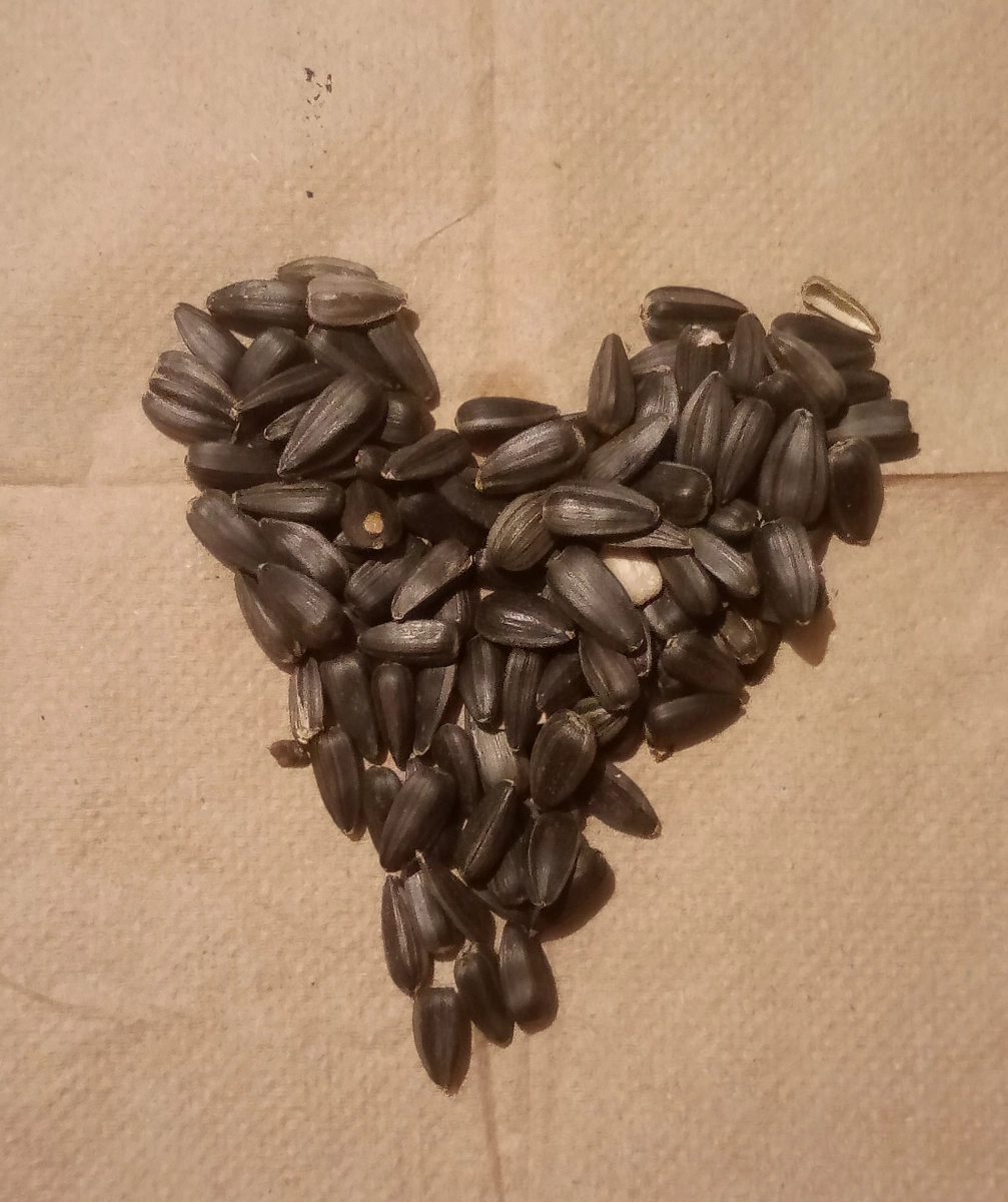 precious-black-oil-sunflower-seeds-only-298