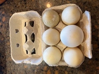 12-dozen-farm-fresh-duck-eggs