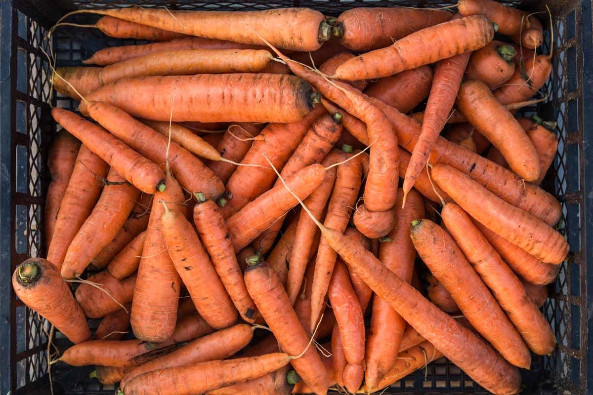 sweet-carrot-1-pound-bunch