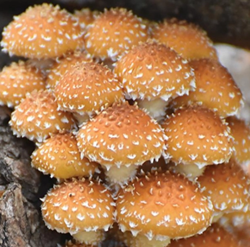 chestnut-mushrooms-39