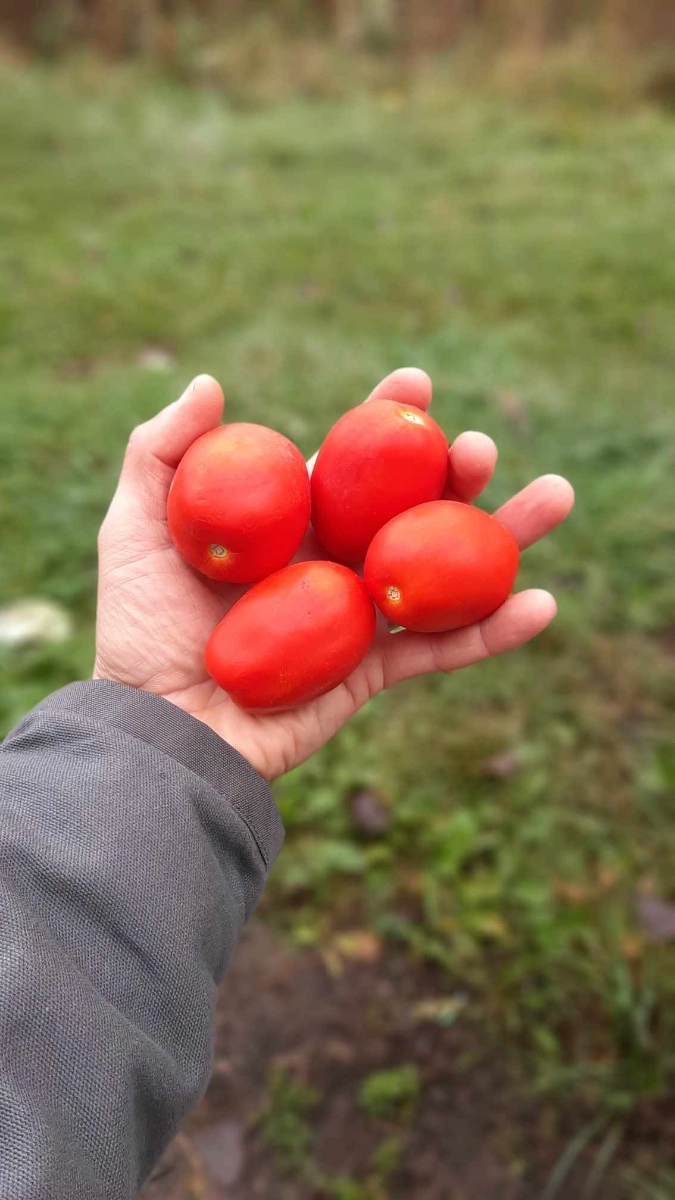 medium-orange-queen-tomato-45-oz