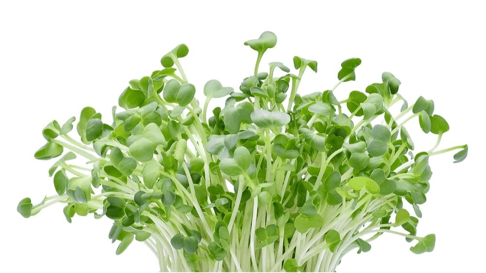 broccoli-kale-microgreens-one-12-oz-clear-container-tiny-greens-big-impact-100-real-food-pick-up-a-pack-of-microgreens-today
