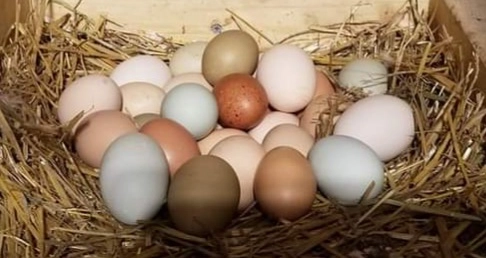 rainbow-free-range-chicken-1-dozen-eggs