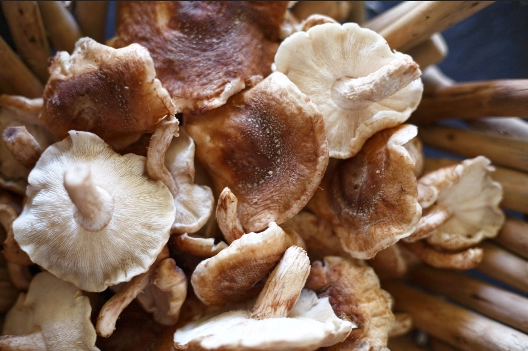shiitake-mushrooms--2