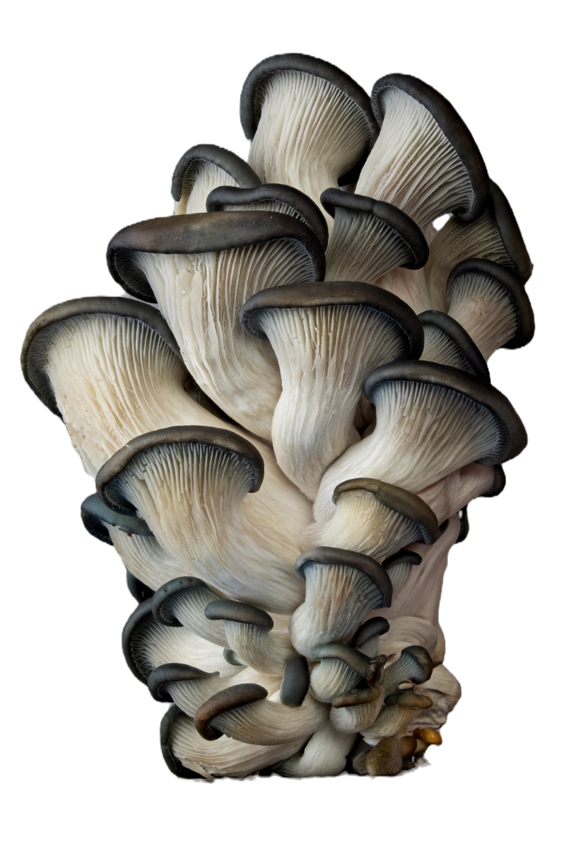 blue-oyster-mushrooms-savory-and-meaty