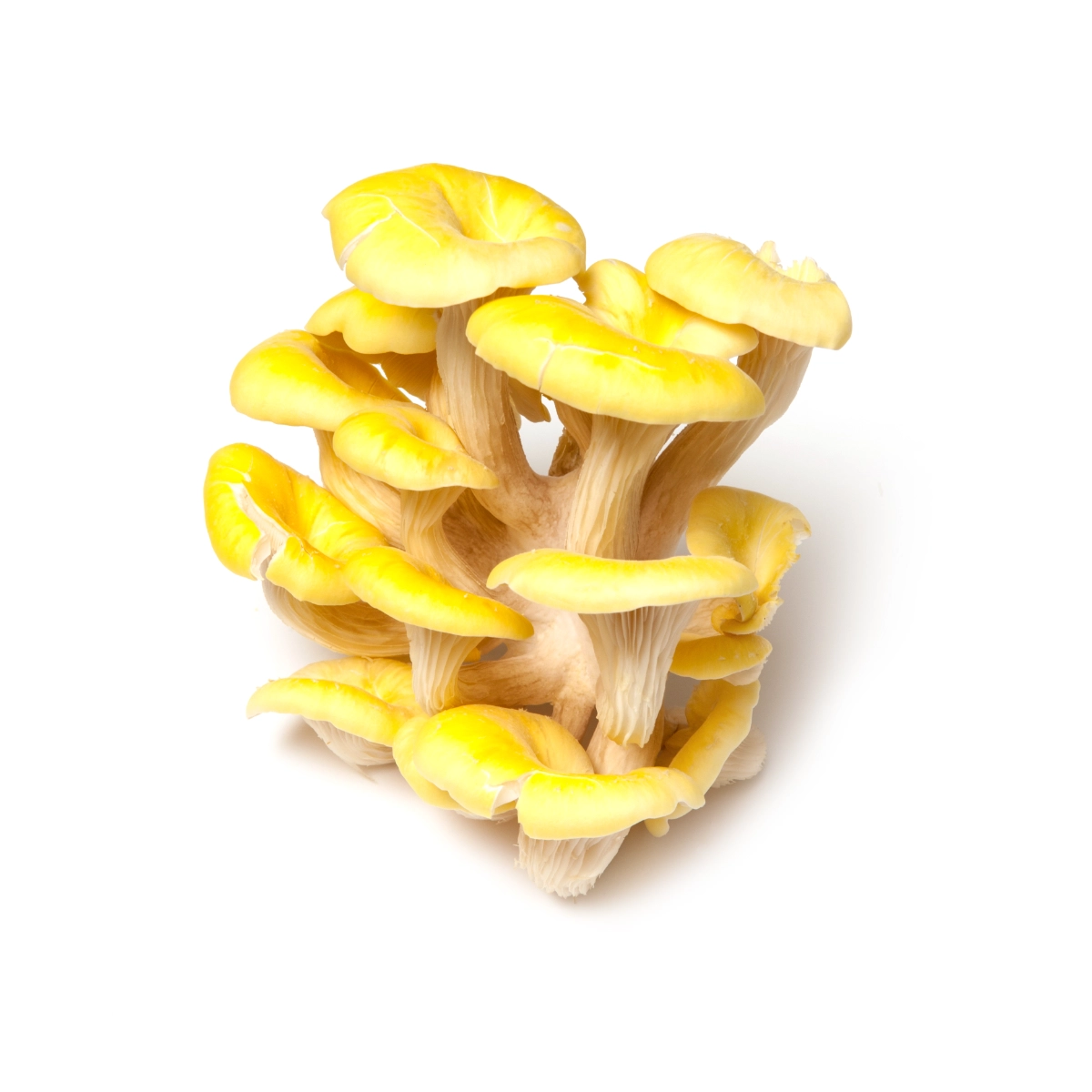 golden-oyster-mushrooms-pure-gold
