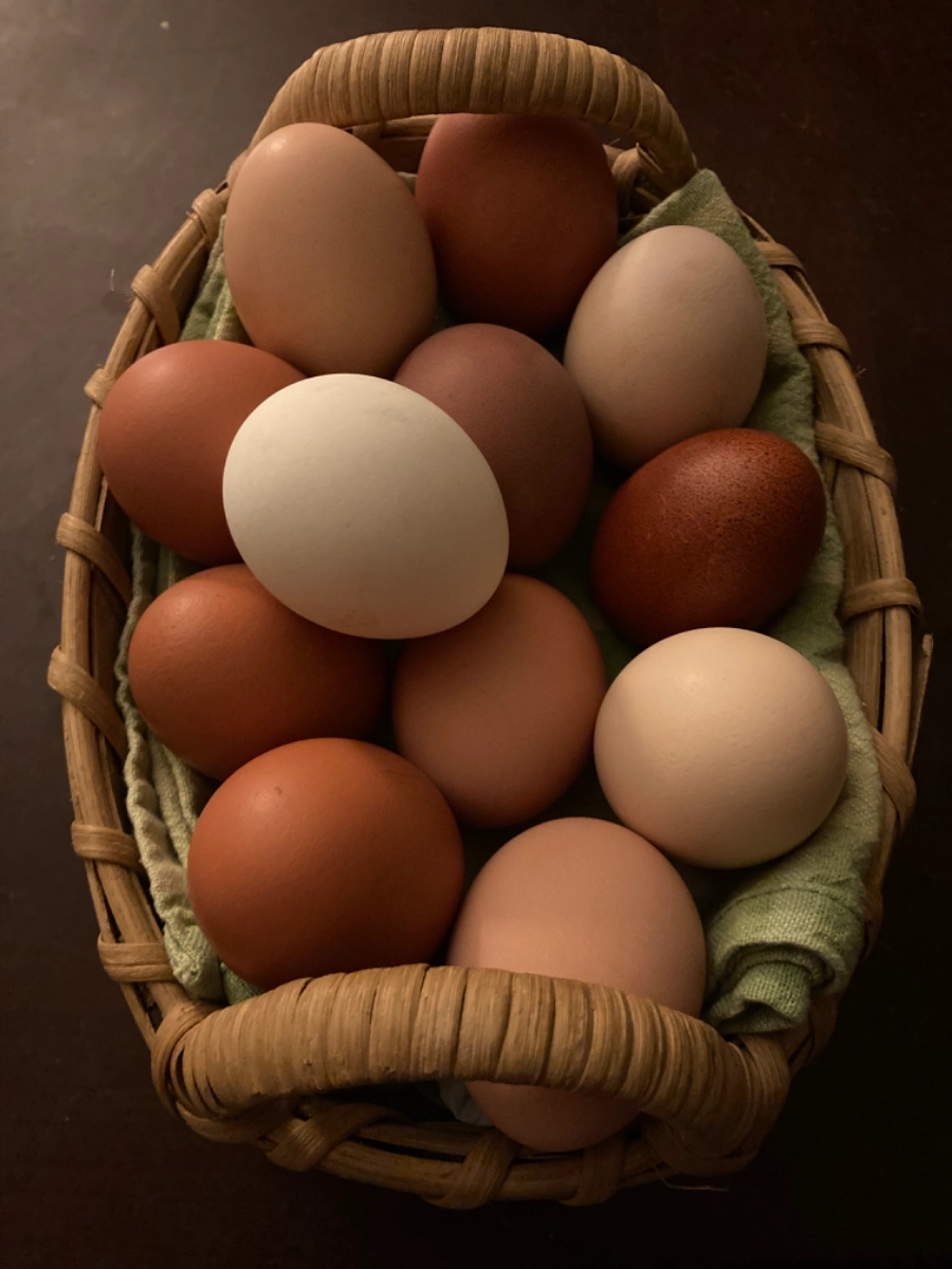 eggs-nongmo-free-range-organically-raised-chicken-eggs