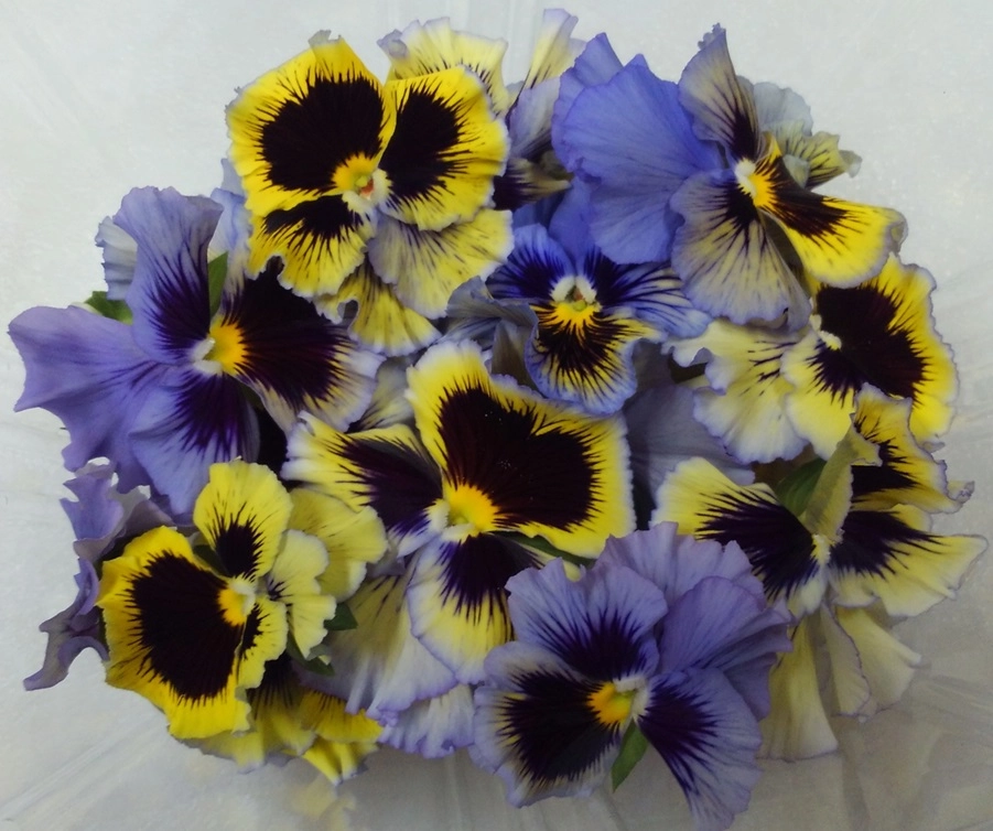 edible-flowers-viola-one-8oz-container-bring-a-bit-of-spring-to-your-dishes-with-edible-flowers-today