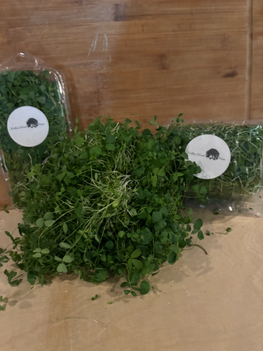 alfalfa-microgreens-2-oz
