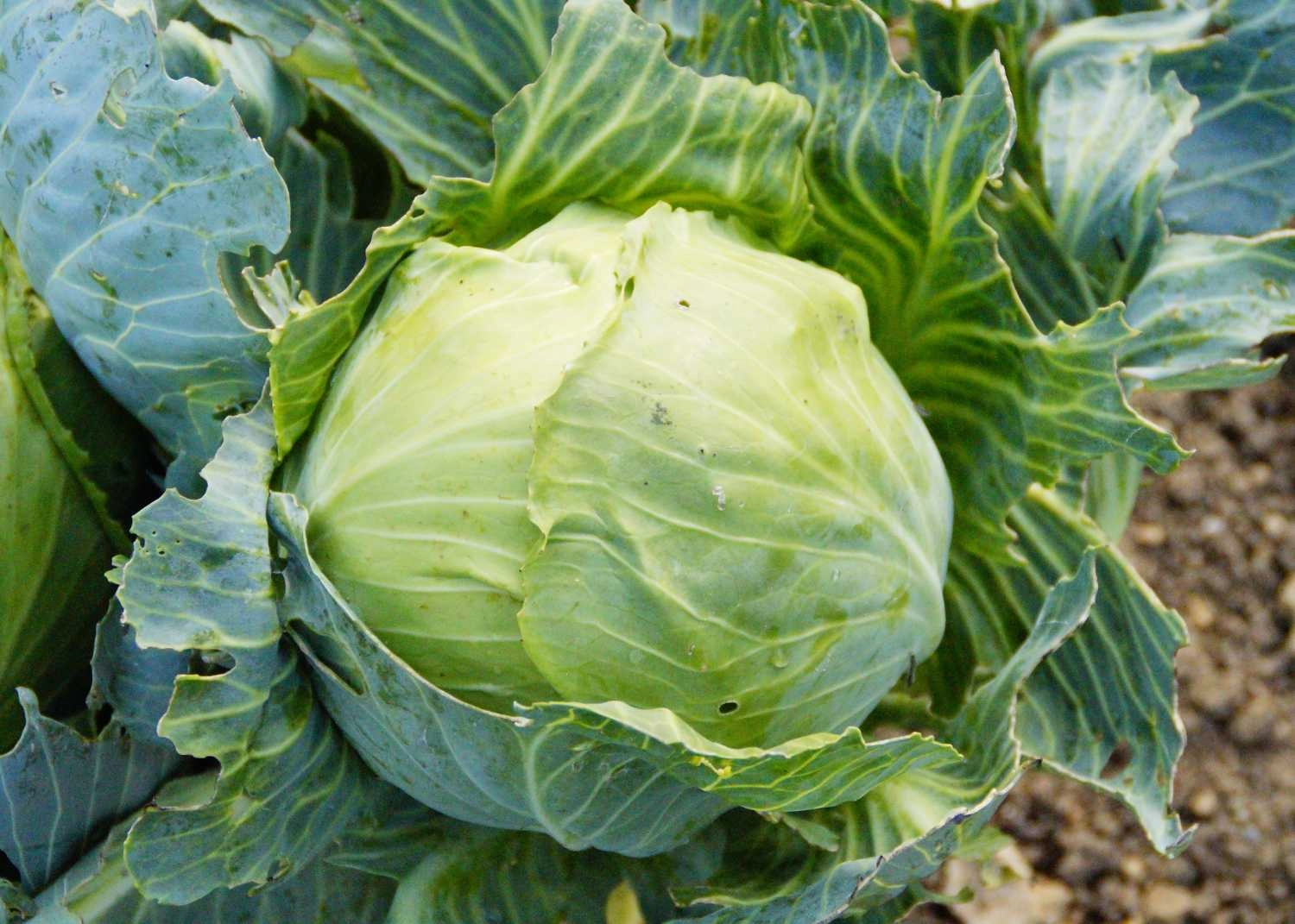 cabbage-24-lbs-approx-organic
