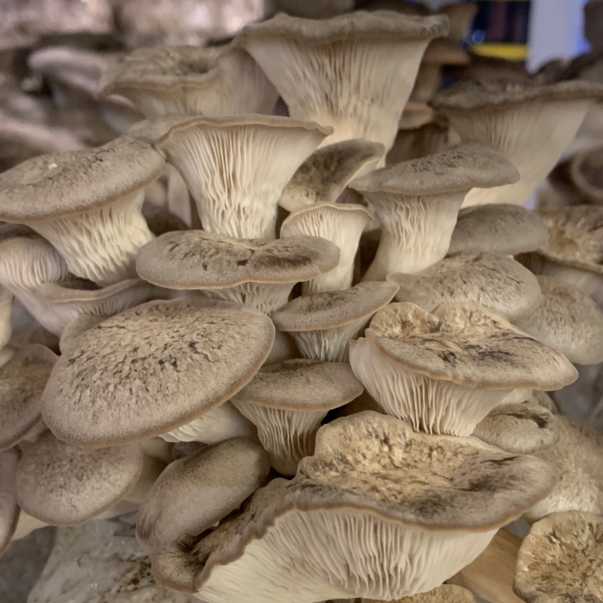 organic-black-pearl-mushrooms-12-lb