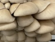nilla-oyster-mushrooms