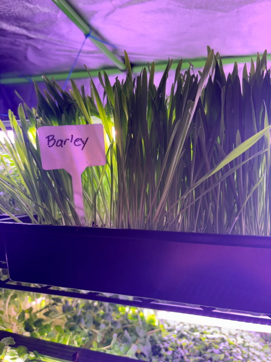 barley-grass-microgreens-2-oz
