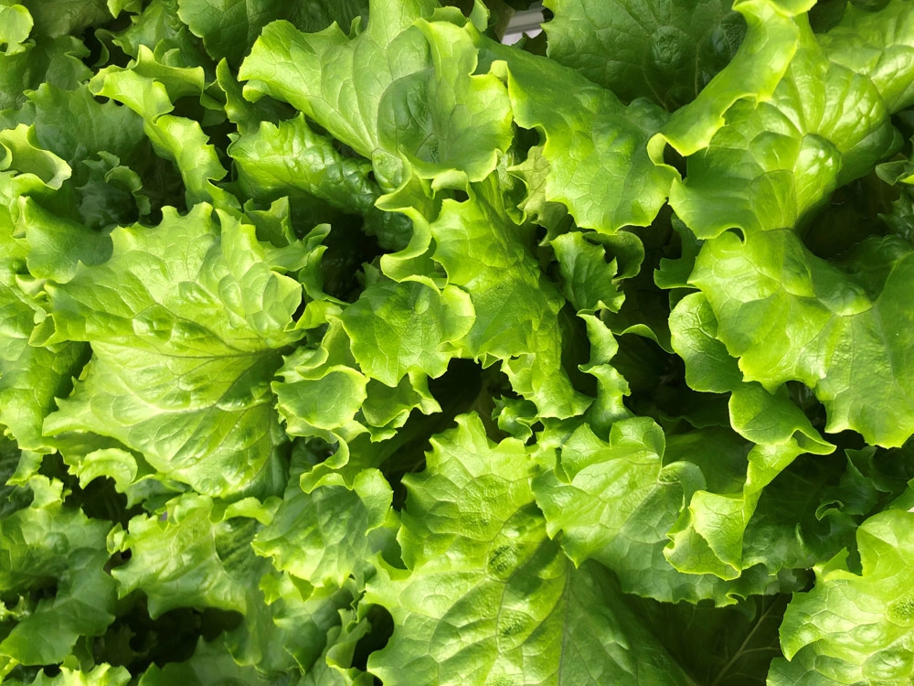 crisp-leaf-lettuce-4oz