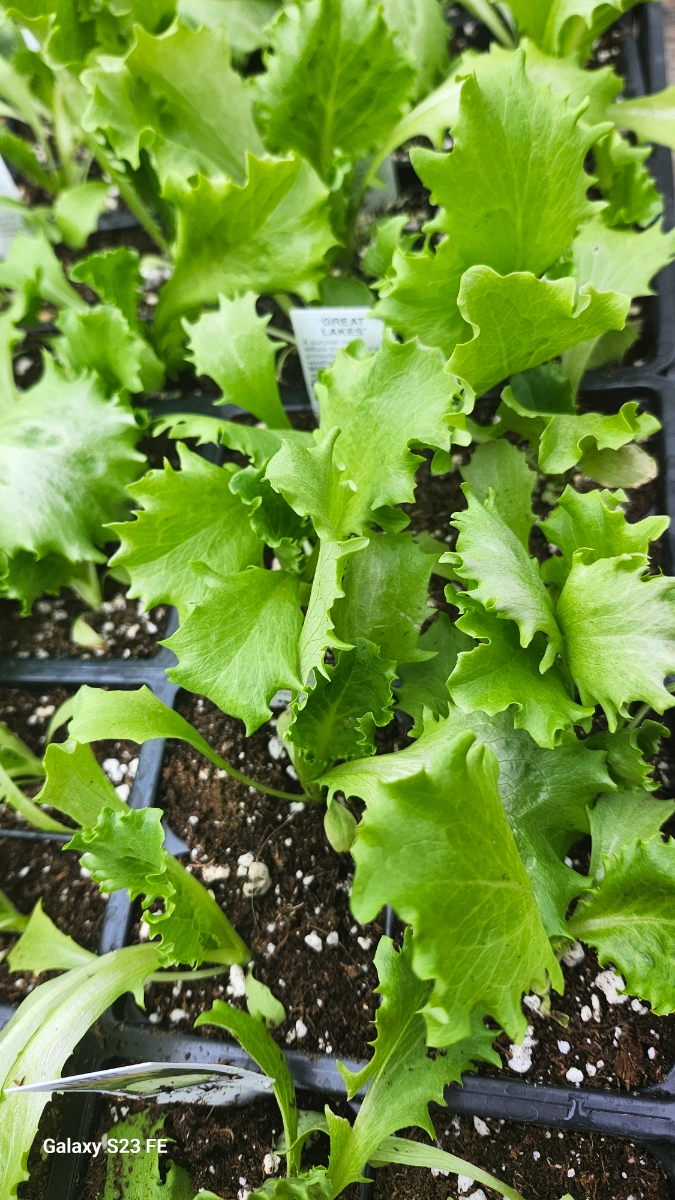 lettuce-head-plants-