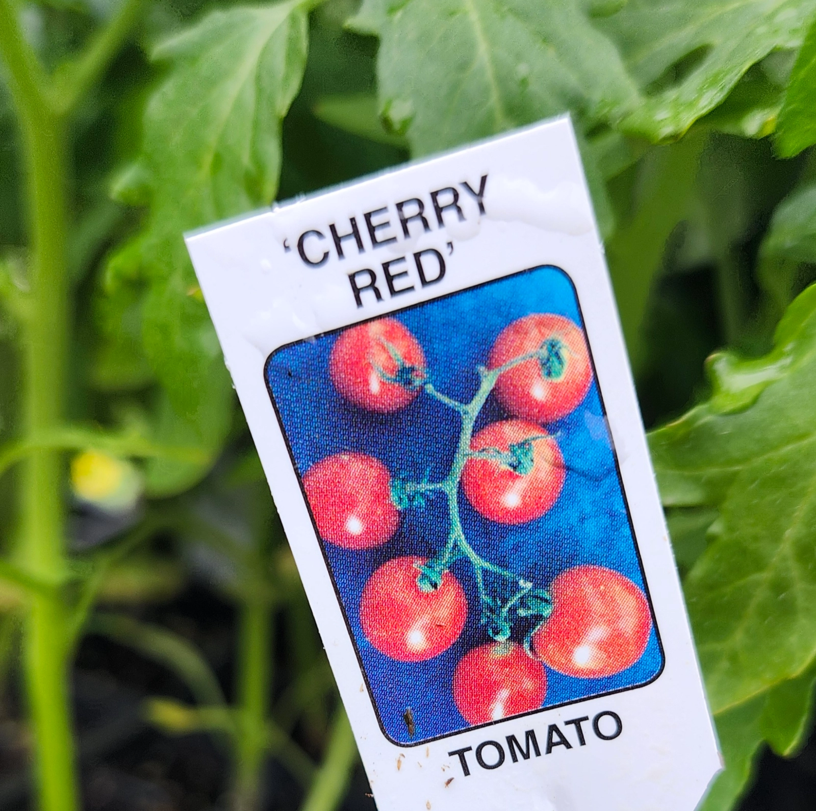 cherry-tomato-plants-