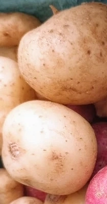 12-new-yellow-potatoes-