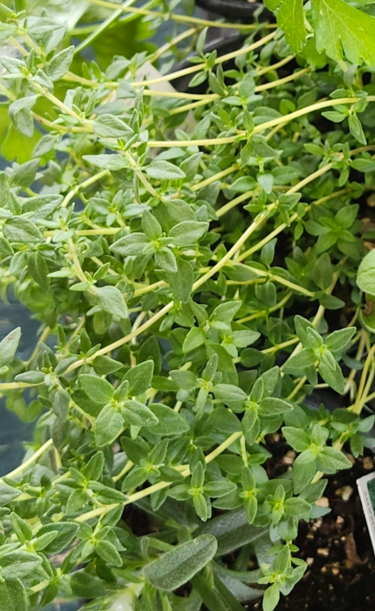 thyme-plant-5