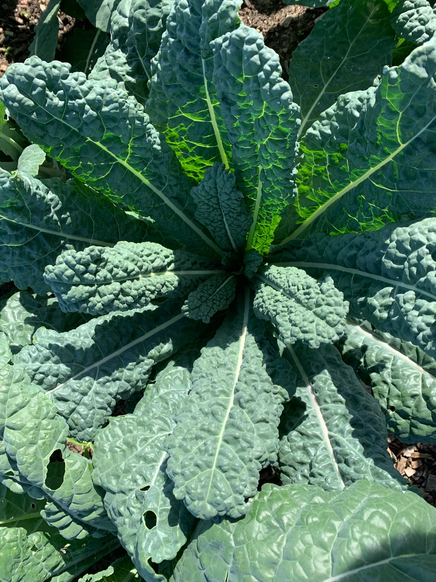 lacinato-kale-bunch-3