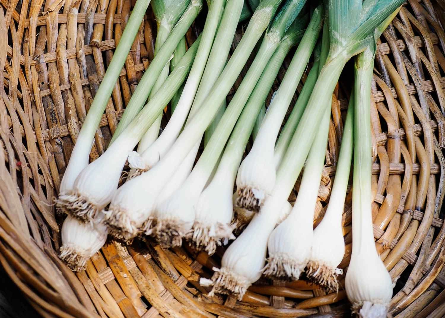 Green Garlic - 1 Bunch