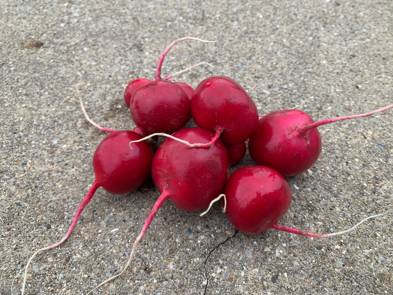 red-radish-bunch-11