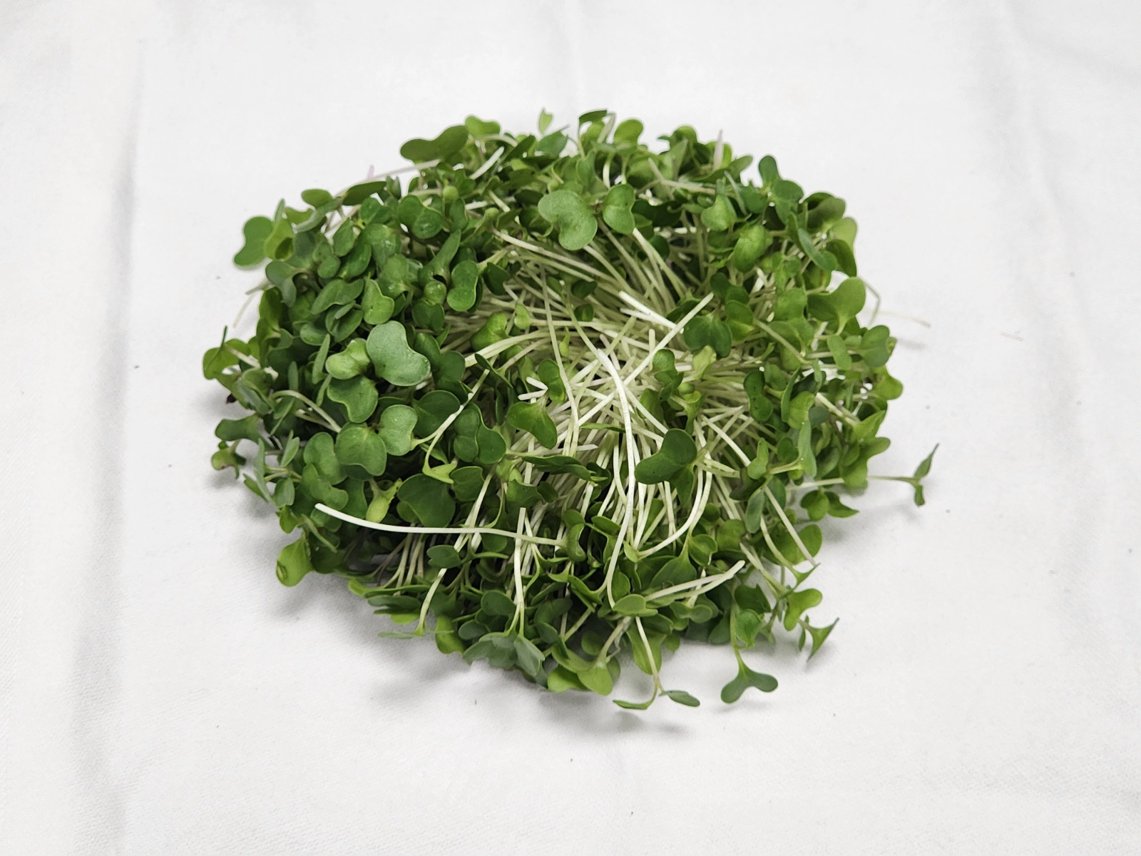 microgreen-golden-acre-cabbage-2oz