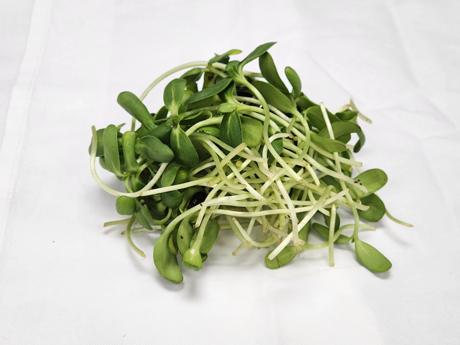 microgreen-sunflower-2oz