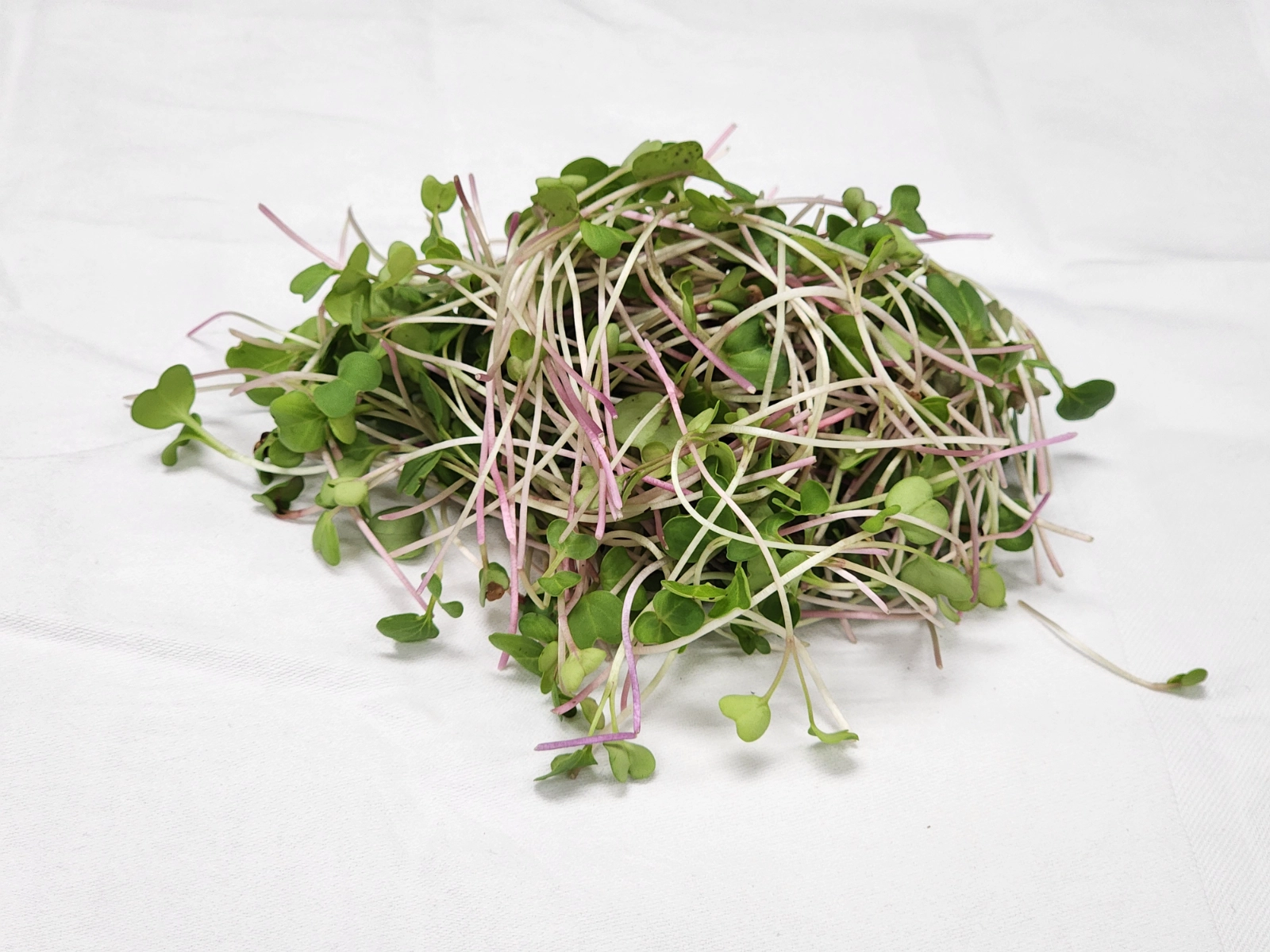 microgreen-radish-2oz