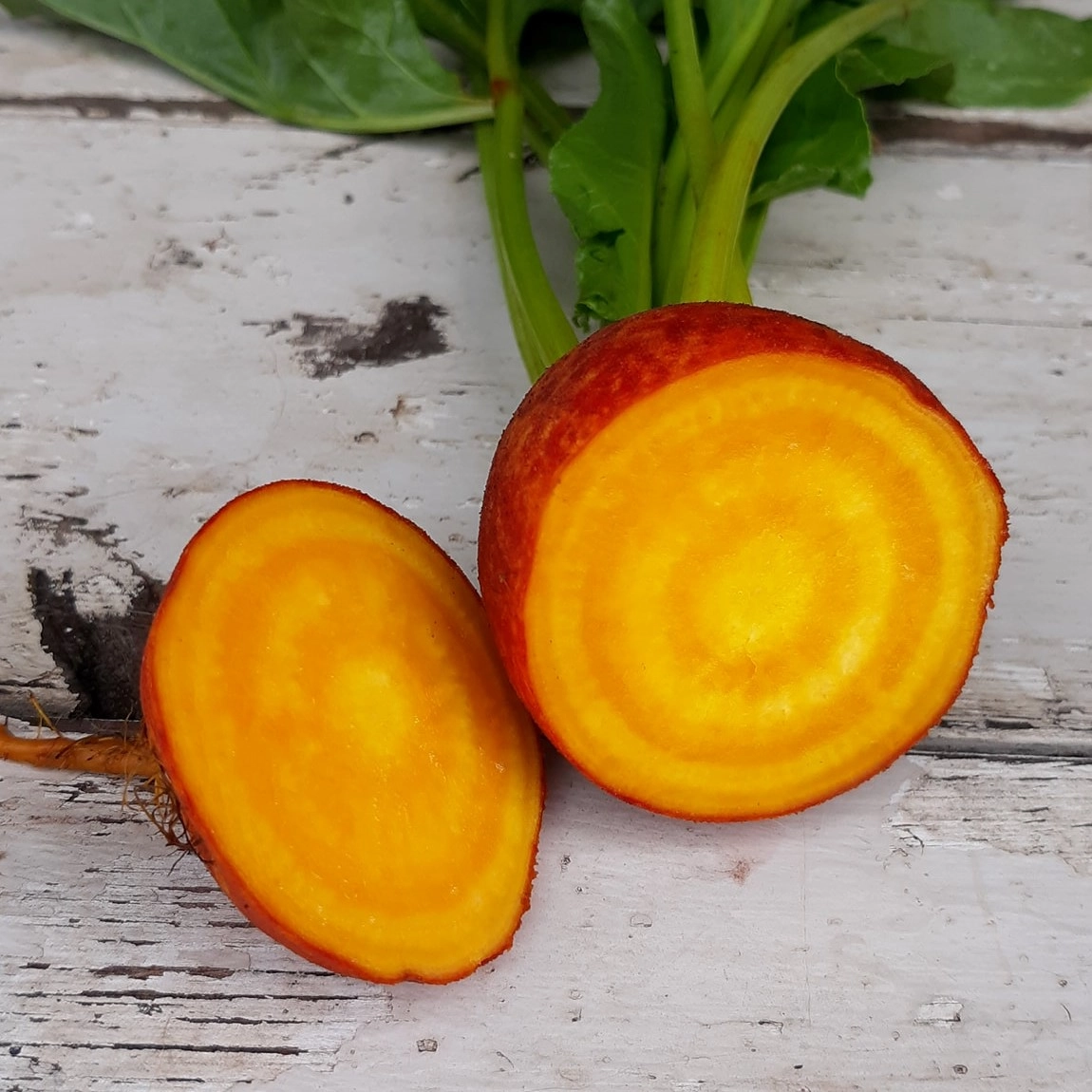 fresh-organic-golden-beets-each