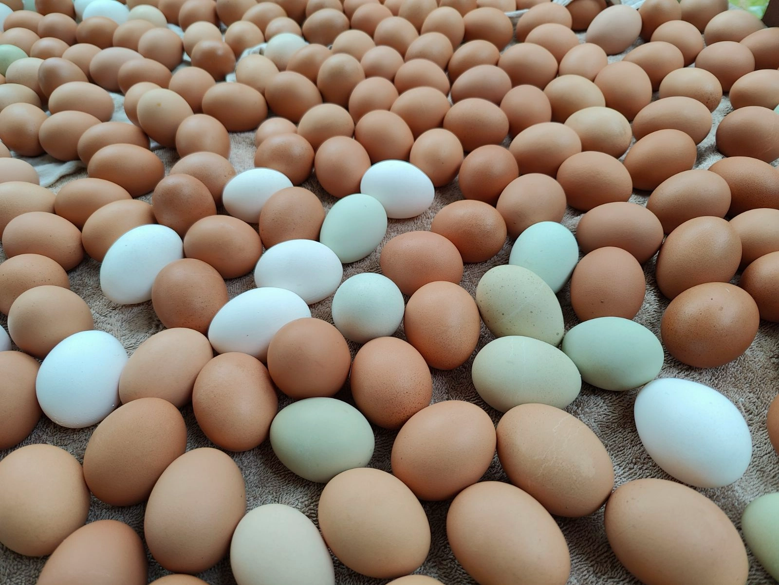 pastured-eggs-dozen