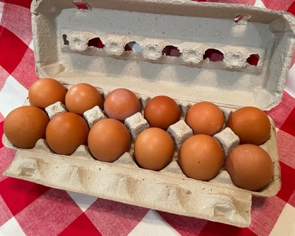 free-range-eggs-7