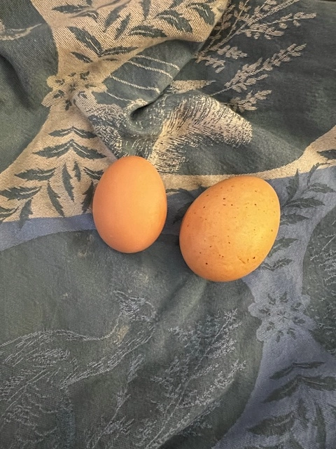 free-range-pullet-eggs