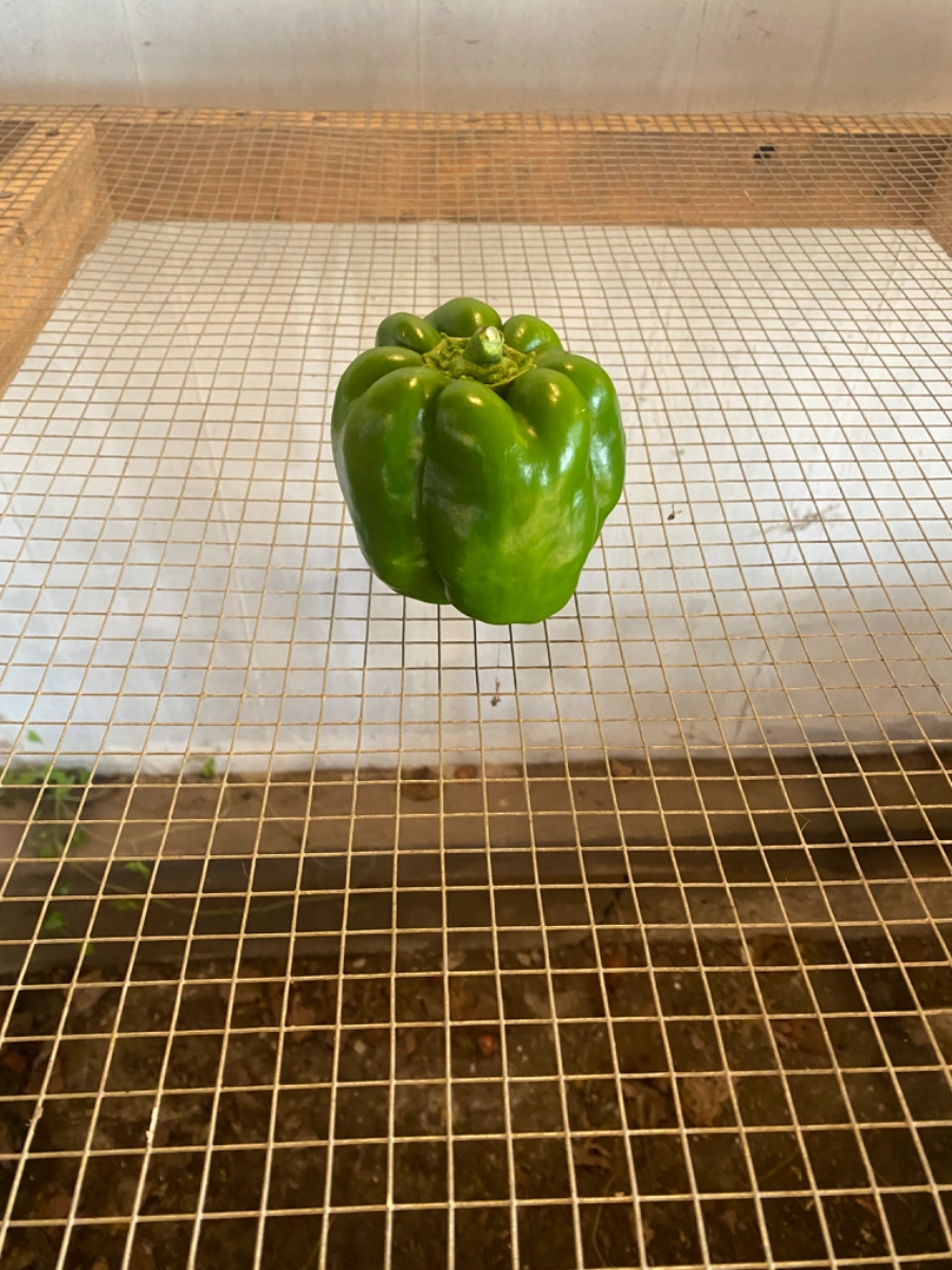 1-green-bell-pepper-2