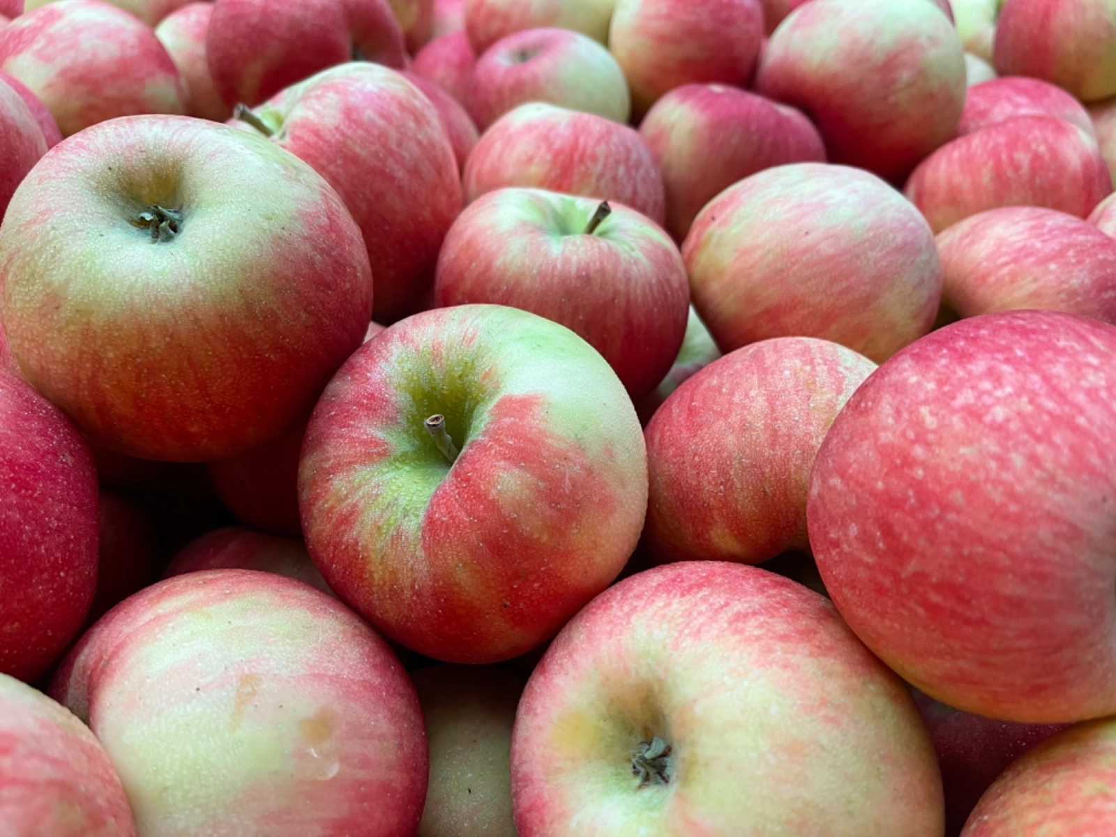 Honeycrisp Apples 2lb