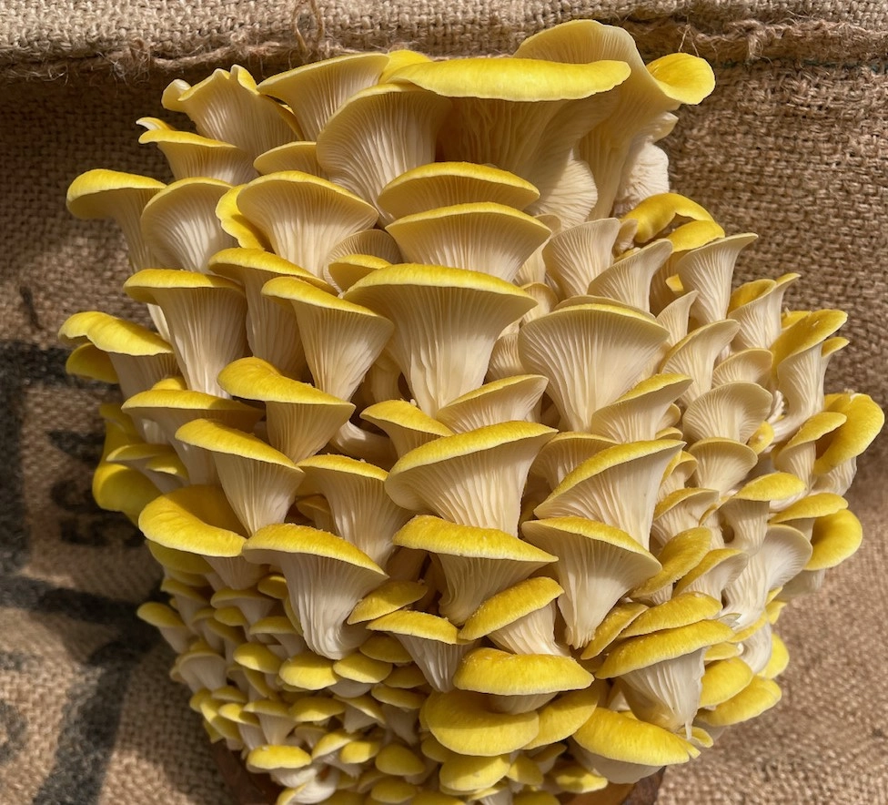 golden-oyster-