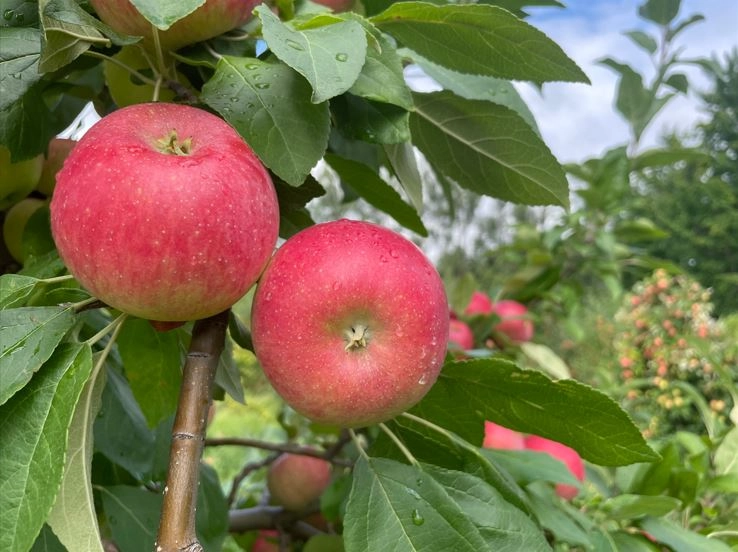 apple-medley-1-quart-approx-3-lbs