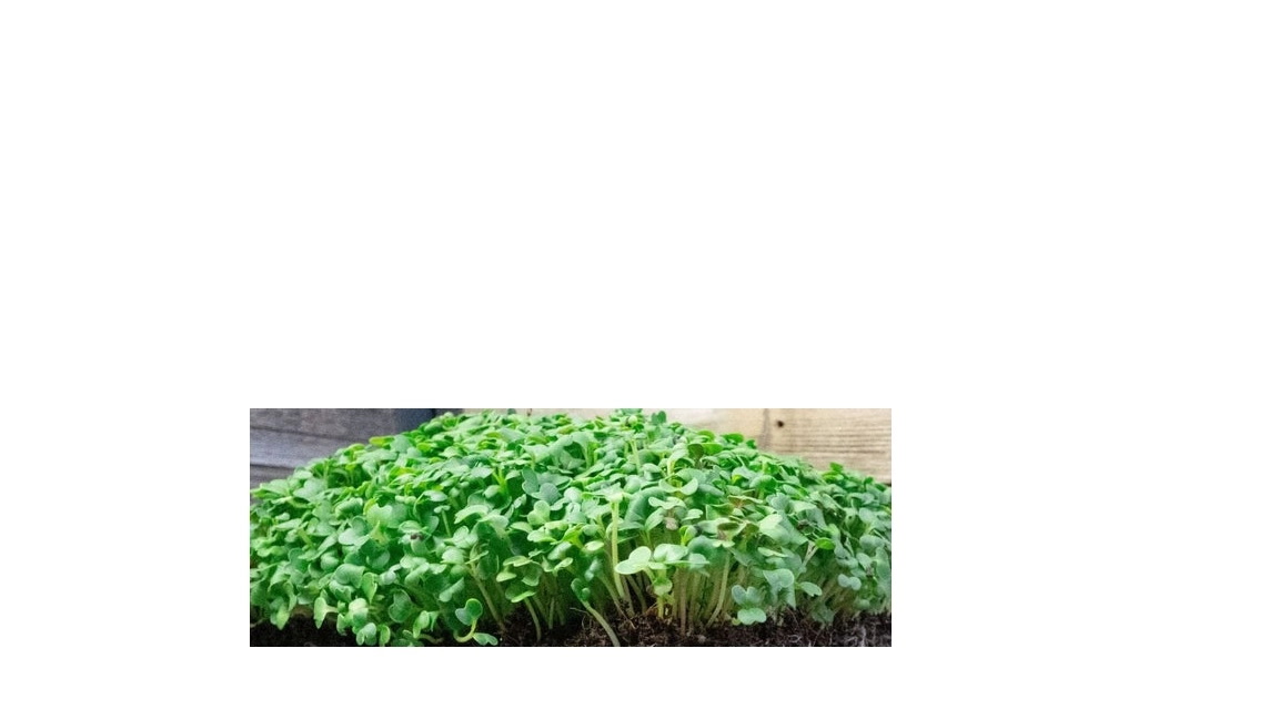 tatsoi-mustard-microgreen