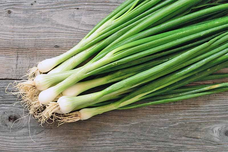 green-onions-2-bunches