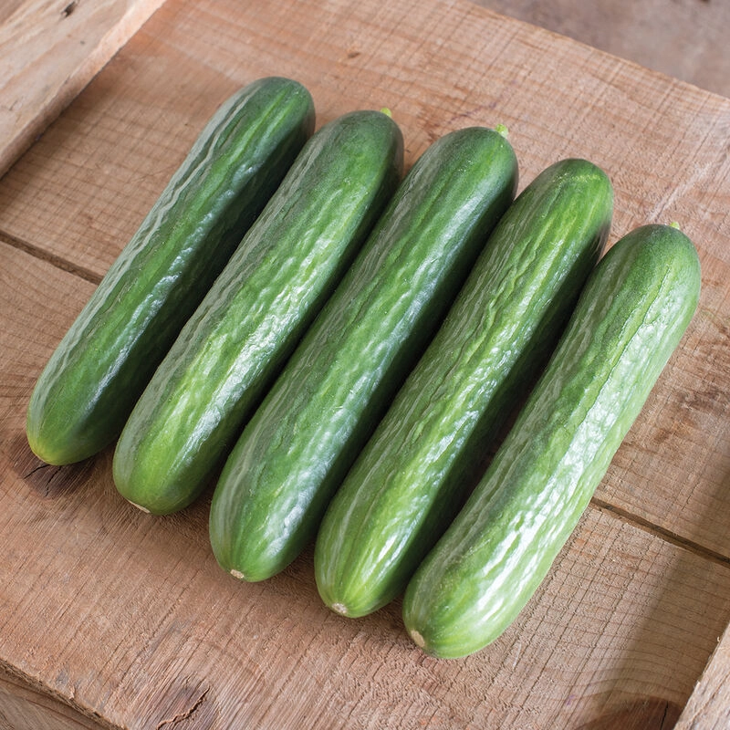 small-seedless-cucumbers-3pack